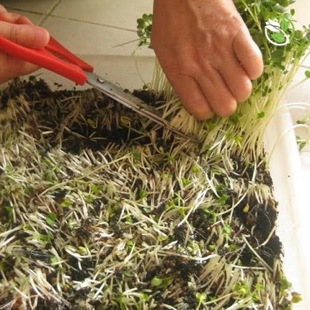 Giá Thể Mùn Dừa Chuyên Trồng Rau Mầm H1 Hapi Green Phú Nông - Gói 800g - Plotting Soil