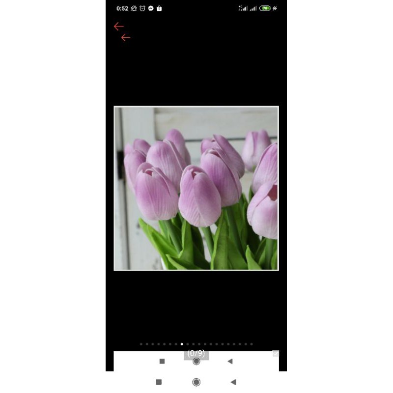 hoa tulip tím hungngoc