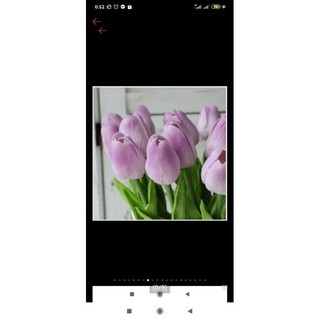 Hoa tulip tím hungngoc