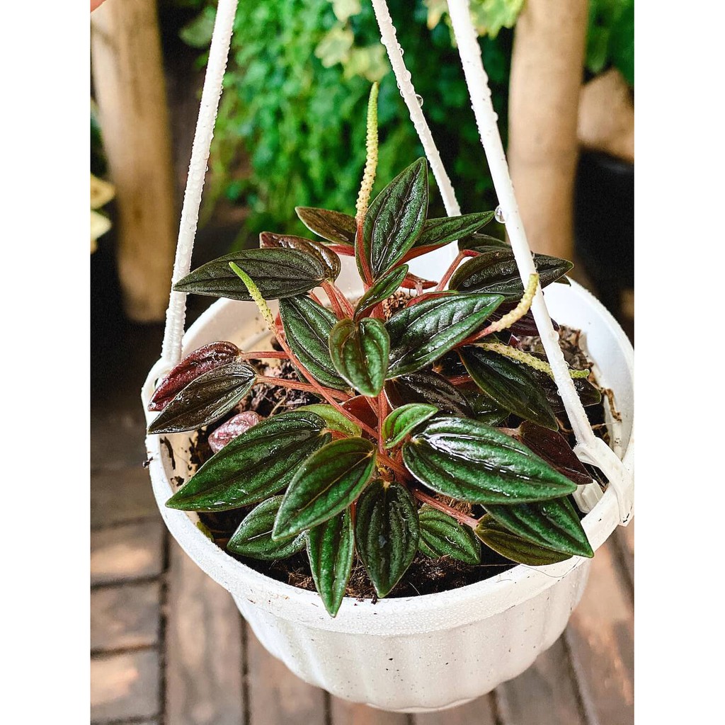 Cây Peperomia caperata Rosso (Bình An Tím Rosso) chậu treo bí ngô