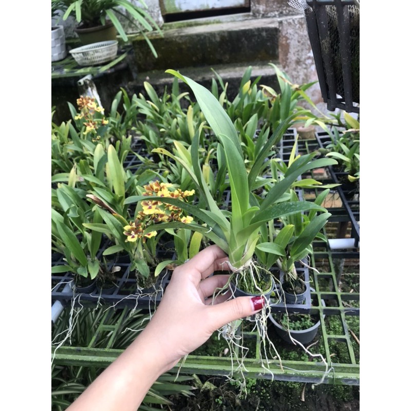 Vũ Nữ Vàng Tiên Cây Giống