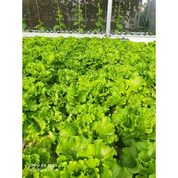 Dinh dưỡng thủy canh cho rau ăn lá Hydrolindo  cho rau ăn lá  trọng lượng 3kg pha được 1800 lít nước trồng