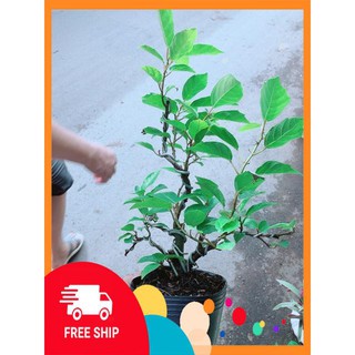 Cây Khế Bonsai