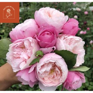 Hoa hồng ngoại Plume Rose cánh cúp trứng -HoaTuoiMeLinh