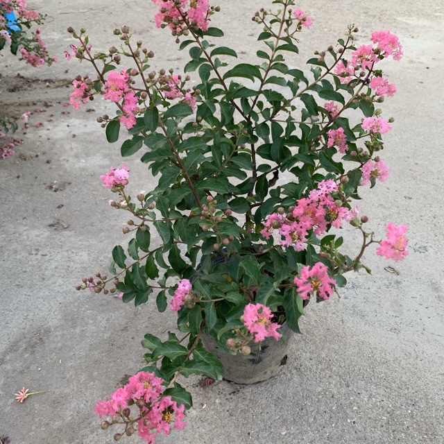 Cây hoa tường vi hồng cao 30-40cm, cây cực kì sai hoa và nụ, thích hợp trồng trang trí sân vườn và gia đình 981SP