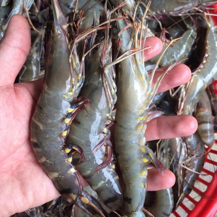 Tôm sú sinh thái rừng ngập mặn Cà Mau loại 2 175g/pack 4 con