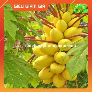 10H - HẠT GIỐNG ĐU ĐỦ VỎ VÀNG [Giá Hủy Diệt]