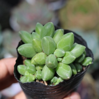 Sen đá kim cương, size 4-6cm