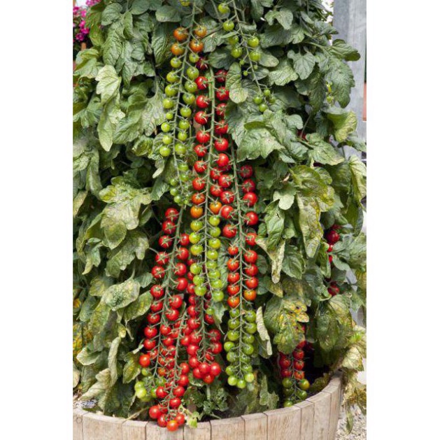 Hạt giống cà chua chuỗi ngọc