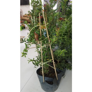 Cây lựu đỏ mỹ ..siêu trái