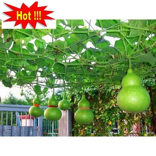 Hạt giống Bầu hồ lô (lớn, tí hon)
