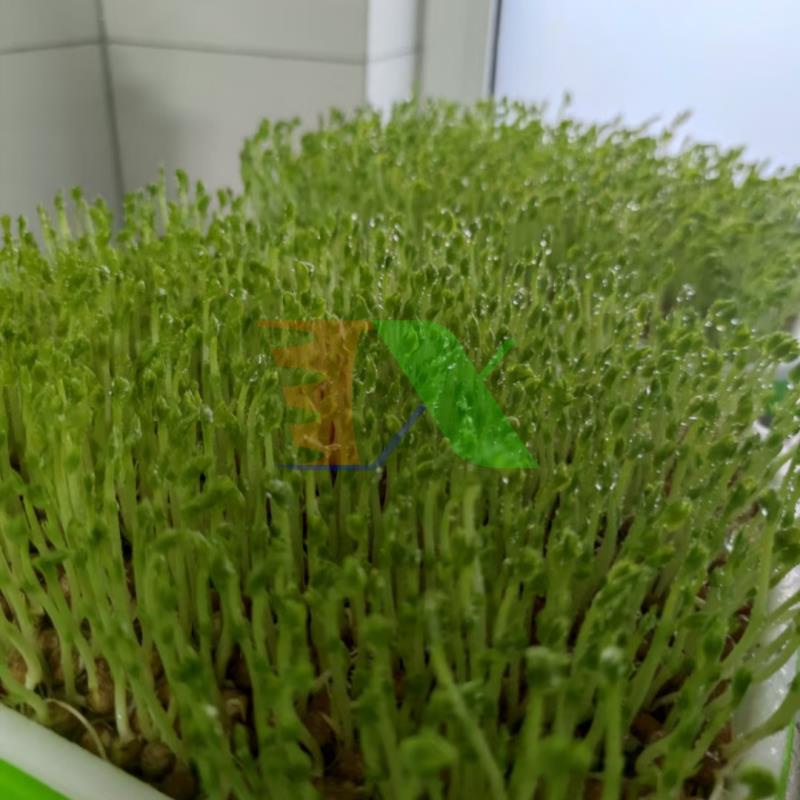 Bộ khung giá Khay trồng rau mầm thủy canh, không kèm khay 0KM-6.6, Gồm Giá đỡ, Bình xịt