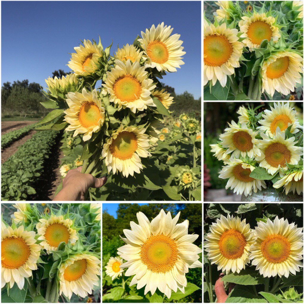 HẠT GIỐNG HƯỚNG DƯƠNG TRẮNG F1