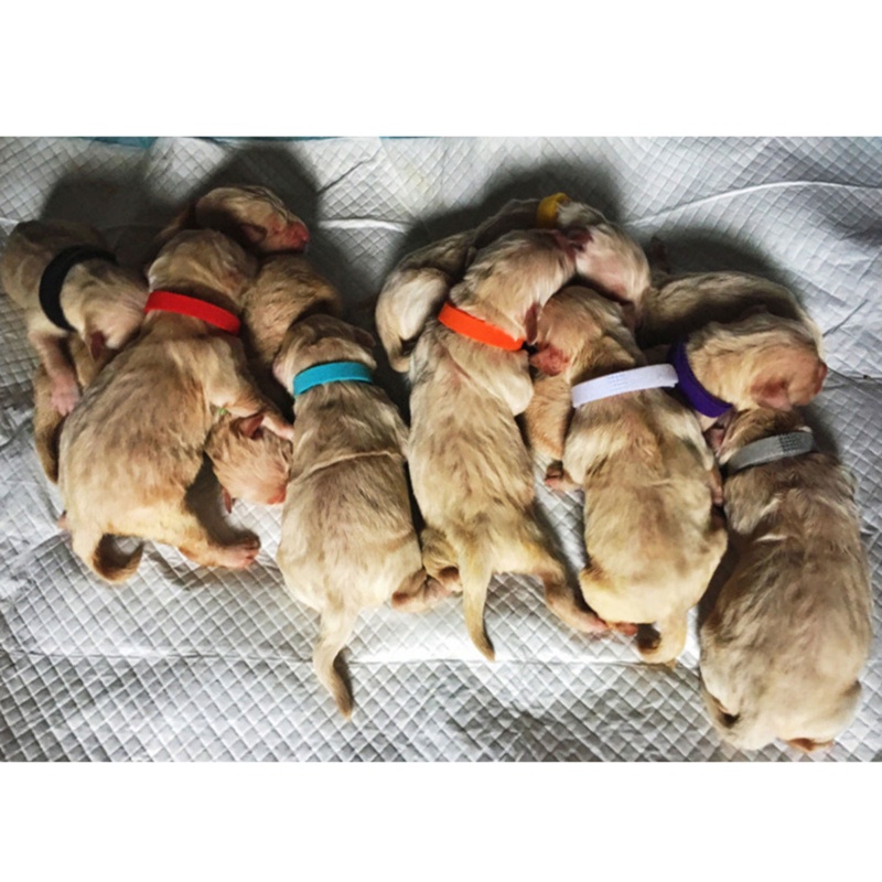 Vòng Cổ 15 Màu Cho Thú Cưng