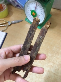 SÂM CAO LY 1 cây