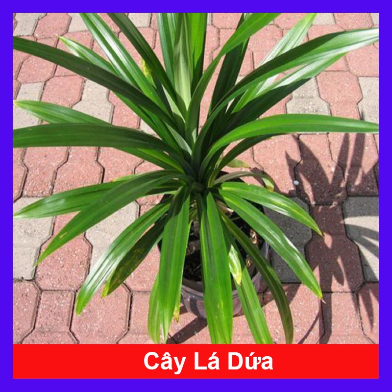 Cây lá dứa  - cây cảnh sân vườn - caykiengsadec