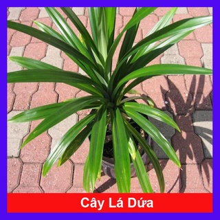 Cây lá dứa - cây cảnh sân vườn - caykiengsadec