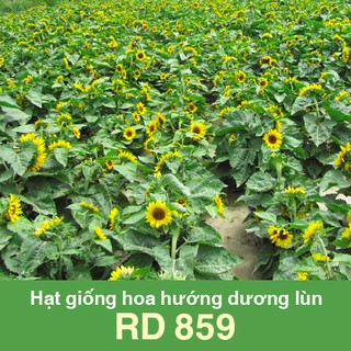 HẠT GIỐNG  HƯỚNG DƯƠNG LÙN RADO 859 - 10 HẠT