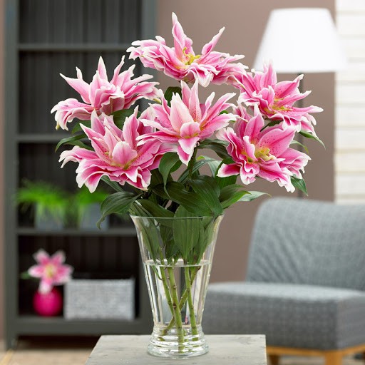 Củ hoa ly kép màu hồng