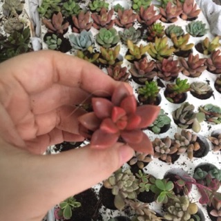 Sen đá❤️❤️❤️Sen đá mini, sen vỉ 84 cây/vỉ