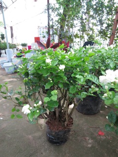 Cây Hoa Nhài
