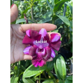 Lan denro lai cát hoa rất đẹp