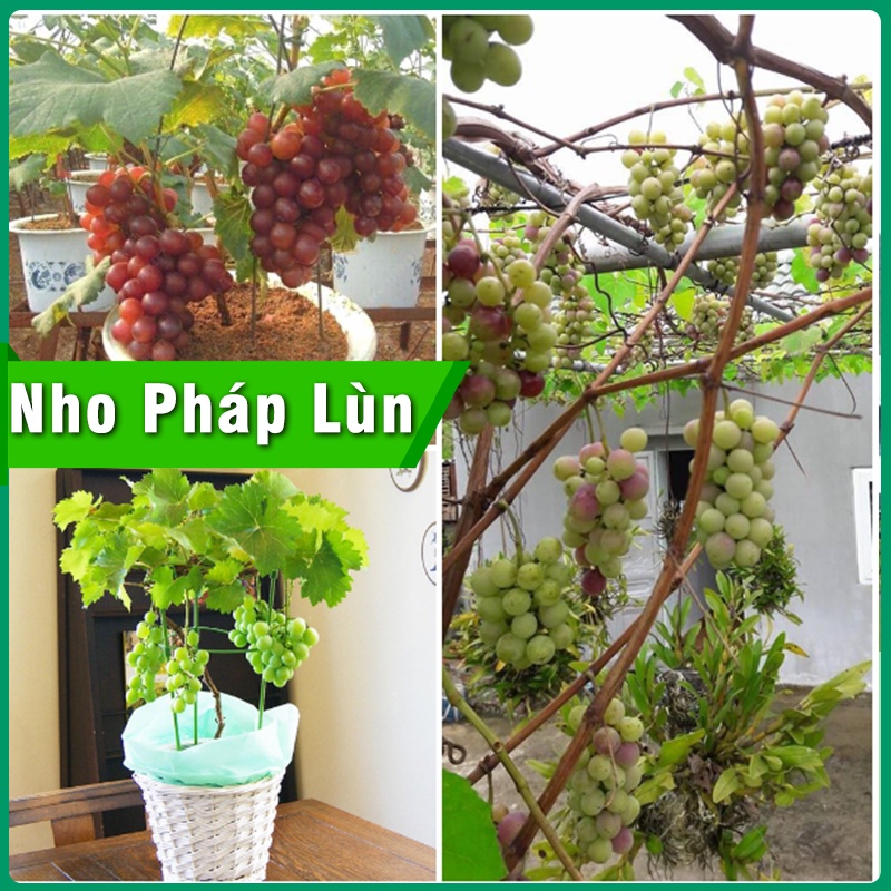 Cây Giống Nho Pháp Lùn cho quả sớm cây giống cao 40cm-60cm phát triển tốt cho hiệu quả kinh tế cao dễ trồng và chăm sóc