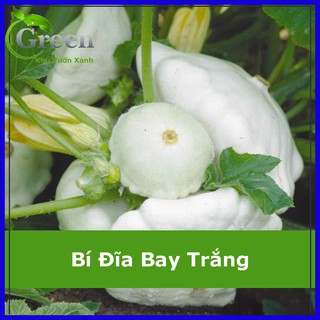 Hạt Giống Bí Đĩa Bay Trắng