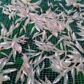 Cá khô lạt hồ Sê san
