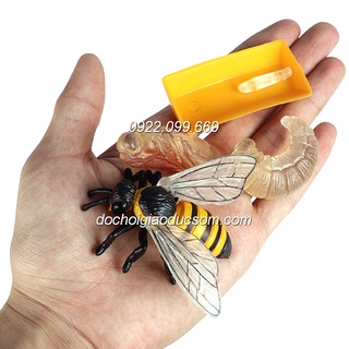 VÒNG ĐỜI ONG - Mô hình phát triển của các loại vật trong tự nhiên