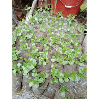 HẠT HOA ĐẬU BIẾC ( 10 hạt)