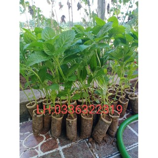 hạt giống cây đuôi chuột hoa tím(gói 600 hạt)