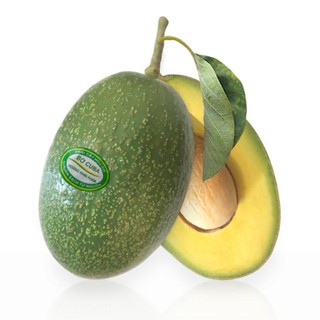 Cây giống Bơ CuBa trái to đầu dòng.