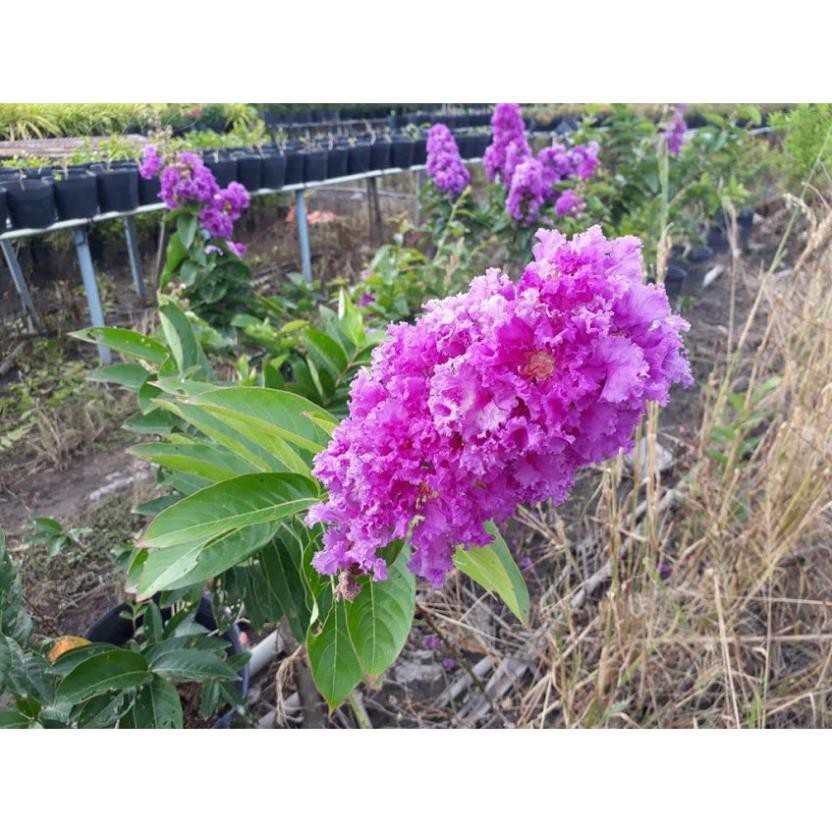Sản phẩm cây giống BẰNG LĂNG TÍM - HOA SIÊU ĐẸP GIÁ SIÊU RẺ + Tặng  phân hữu cơ cao cấp