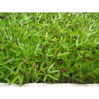 Hạt Giống Mầm Rau Muống (50gram/gói )