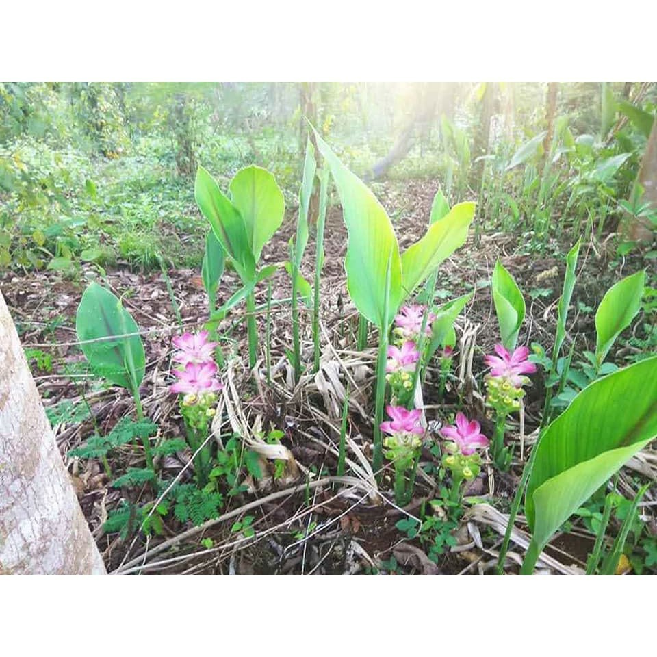 1kg Nghệ độc thân