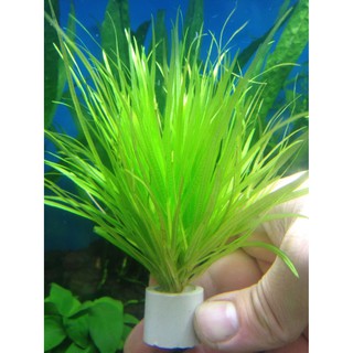 Cỏ nhật thủy sinh