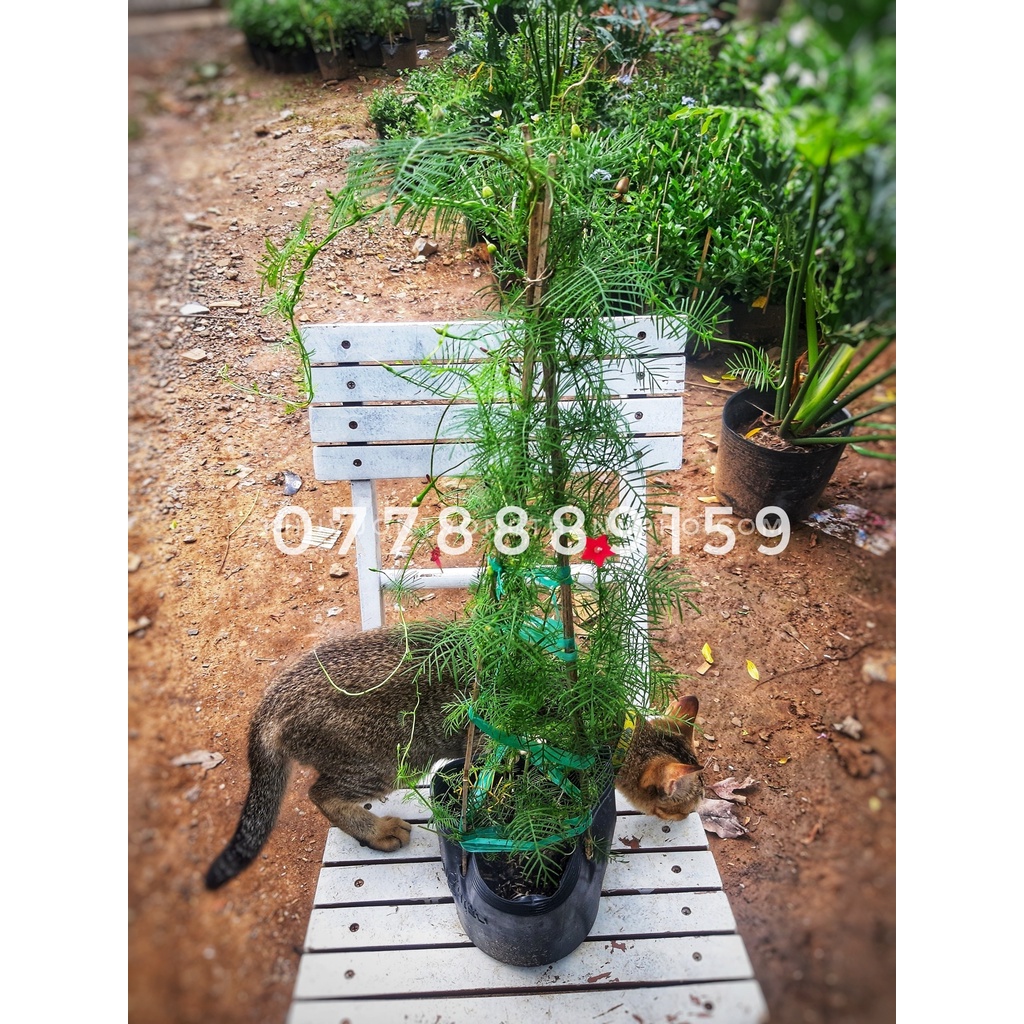 Dây leo tóc tiên 40-50cm