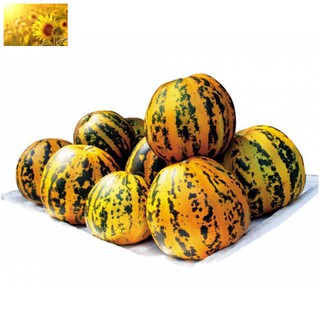 Hạt Giống Dưa Bở Thơm Cao Sản (20 Hạt)