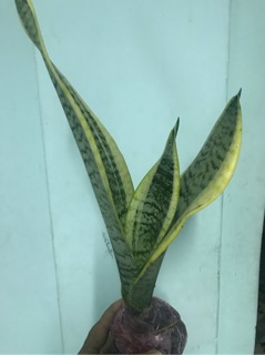 Cây lưỡi hổ - Size để bàn, bầu đất