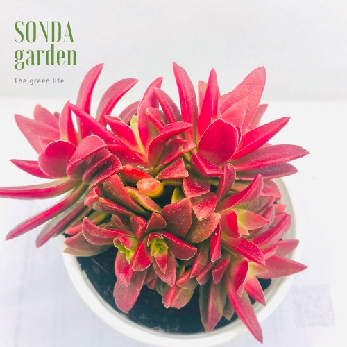 Sen đá tứ phương tím SONDA GARDEN size trung bình 10-12cm, xuất xứ Đà Lạt, khoẻ đẹp, lỗi 1 đổi 1