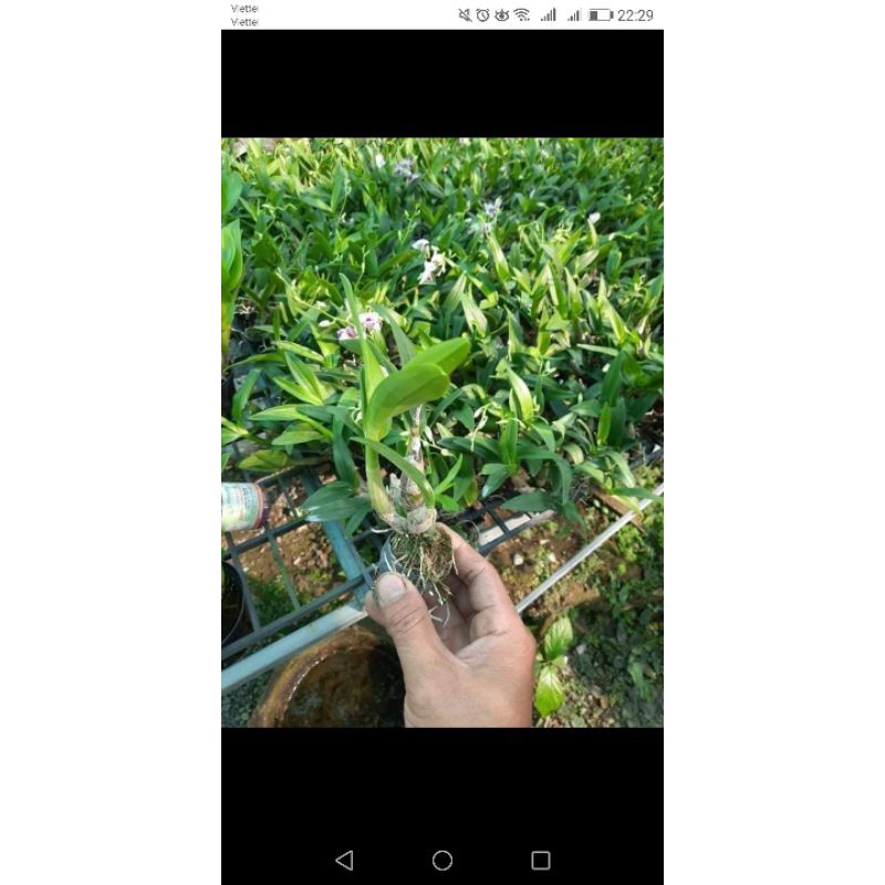 Lan Dendro Chớp sữa enobi