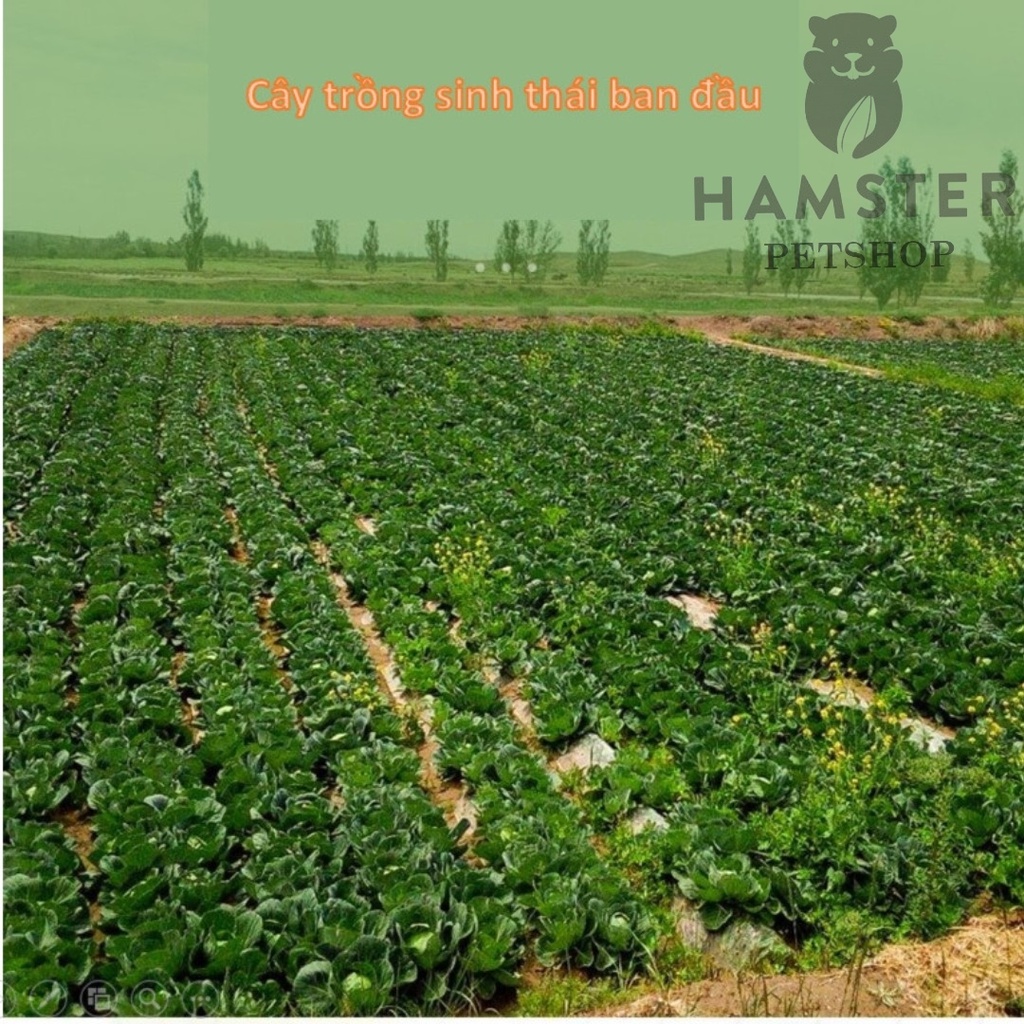 Bắp cải sấy khô , thức ăn cho hamsters, sóc bắc mỹ, thỏ, chinchillas, bọ 30g