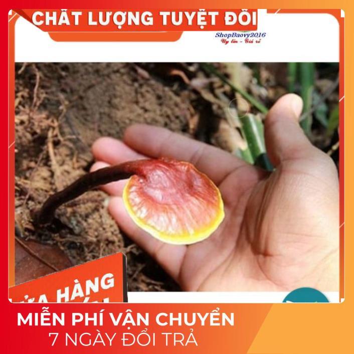 (Dược Liệu Quý) [FREE SHIP] 500g Nấm Lim xanh rừng Tây Bắc chuẩn rừng tự nhiên hỗ trợ bênh gout | WebRaoVat - webraovat.net.vn