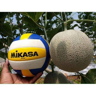 Hạt giống dưa lưới ruột cam _ tặng kèm 3 viên nén ươm hạt - HGM