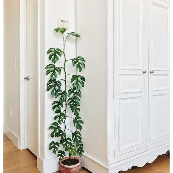 Cây Philodendron Minima - Rhaphidophora Tetrasperma - Monstera minima-Trầu bà Piccolo.LK07-Cây lá kiểng, cây indoor