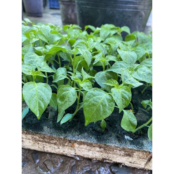 Cây con ỚT XIÊM CAY GIÒN