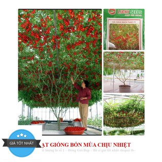 Cà Chua Bạch Tuộc ( Cà chua leo giàn) 10 hạt