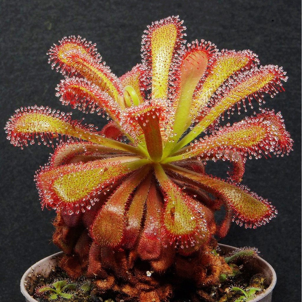 Cây bắt mồi gọng vó Drosera Venusta tên khác là Drosera Natalensis chuyên bắt côn trùng