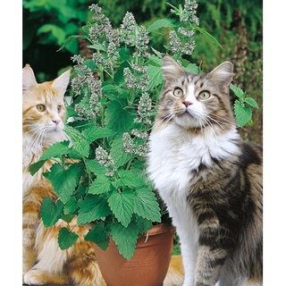 Hạt giống bạc hà mèo Catnip - Hàng công ty, nảy mầm tốt- Tặng gói bón lá